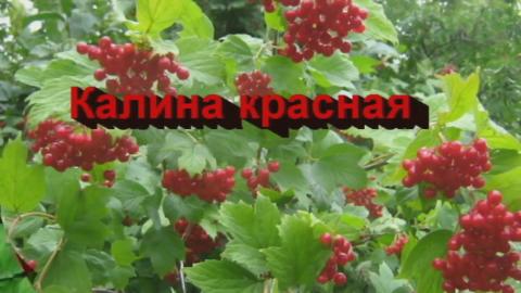 Фестиваль Калина красная